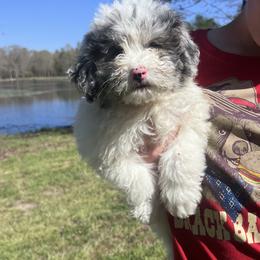 “Marshmallow” - female Sheepadoodle puppy in Sulphur Bluff, Texas from V6 Ranch Dogs