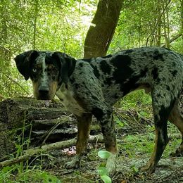 Catahoula Leopard Dogs from Ancient Roots’ Catahoulas