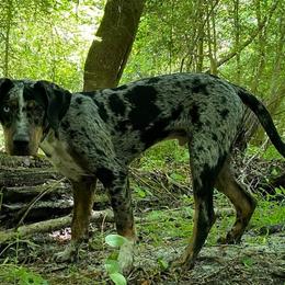 Catahoula Leopard Dogs from Ancient Roots’ Catahoulas