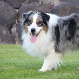 Yoshi  - Australian Shepherd