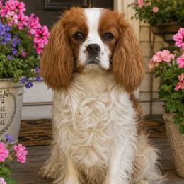 Freckles - Cavalier King Charles Spaniel