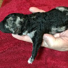 Boy 2 - Mudi puppy in Raeford, North Carolina from Wodan Kennels