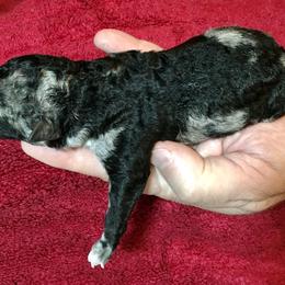 Boy 2 - Mudi puppy in Raeford, North Carolina from Wodan Kennels