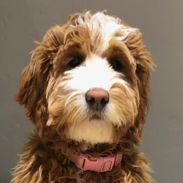 Cali - Goldendoodle