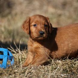 Eve's Lime Green Boy - Dark golden male Golden Retriever puppy in Idaho Falls, Idaho from Once Upon A Dream Kennels