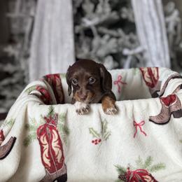 Dachshund Puppies from Doodle Bugs Doxies