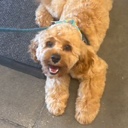 Assorted Doodle Crosses, Aussiedoodle, and Cockapoo Puppies from Phamily Doodles