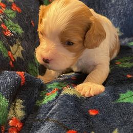 David - Blenheim male Cavapoo puppy in Lexington, Kentucky from Callaway's Cavaliers