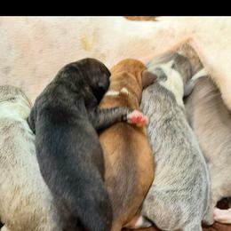 Black mask Mantle Brindle - Brindle male Great Dane puppy in Greenville, South Carolina from Allen’s Ridge Ranch