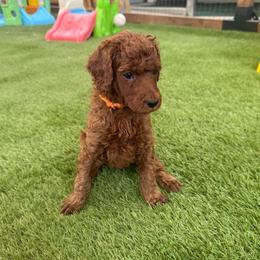 Cider - Red  male Poodle puppy in Mount Vernon, Illinois from AMC Poodles