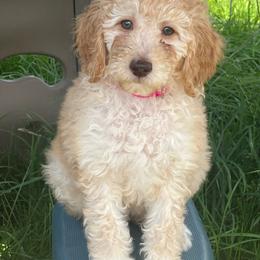 Millie - Apricot female Poodle puppy in Caldwell, Idaho from Treasure Valley Poodles