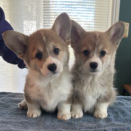 Great Dane and Pembroke Welsh Corgi Puppies from California Dreaming Great Danes & Corgis