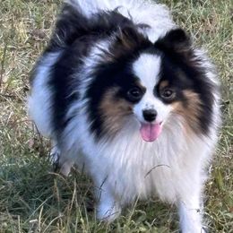Posie - Pomeranian