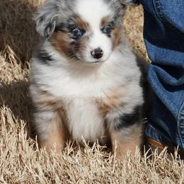Blue Merle - Blue merle female Miniature Australian Shepherd puppy in Lawton, Oklahoma from Lindsey’s Aussies