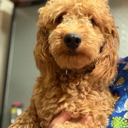 YODA - Poodle