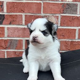 Demi - Black and white female Pomsky puppy in Henderson, Kentucky from Paris Pomskies