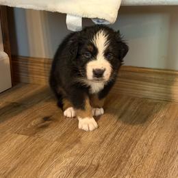 Kanga - Black tri-color female Australian Shepherd puppy in Caro, Michigan from White Tail Australian Shepherds