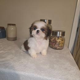 Macy - Red and white female Shih Tzu puppy in Kings Mountain, North Carolina from Britany's Shih Tzus