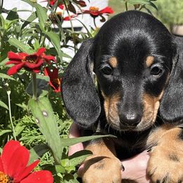 Dachshunds from Snarky Doxy Miniature Dachshunds