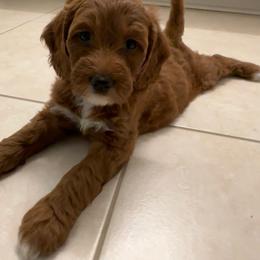 Rose - Red  female Goldendoodle puppy in Tarpon Springs, Florida from Macis Golden Doodles