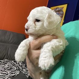 Tina - White female Bichon Frise puppy in Cave City, Kentucky from Loretta's Pups