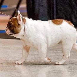 Squirrel - French Bulldog