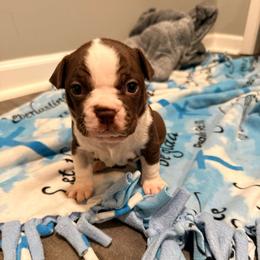 Teddy - Red male Boston Terrier puppy in Kentucky from Graceful Paws