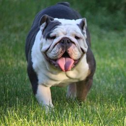 Bagsy - Bulldog