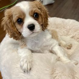 Cavalier King Charles Spaniel Puppies from Cassie’s Cavaliers
