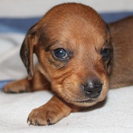 Red Boy - Red male Dachshund puppy in Arcadia, Florida from JB Dachshunds