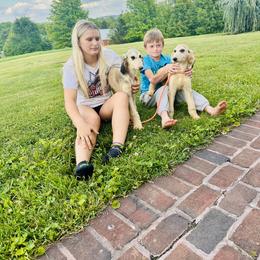 Domino female - Blue and cream female Afghan Hound puppy in Carlisle, Pennsylvania from Winterberry Afghan Hounds
