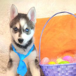 Pomsky Puppies from Way too cute Pomskies