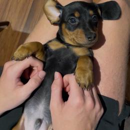 Boy 2 - male Dachshund puppy in Spring Hill, Florida from Adorable Doxxies