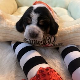 Blossom - Black brown and white female Basset Hound puppy in Bremerton, Washington from Over the Rainbow Basset Hounds