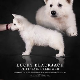 Lucky Blackjack of Fireside Fernweh - White male Berger Blanc Suisse puppy in Chestnut, Illinois from Fireside Fernweh