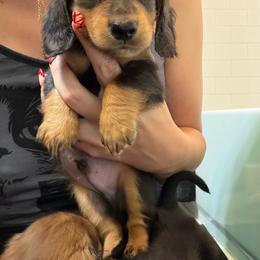Arthur - Black and tan male Dachshund puppy in Tampa, Florida from EntityDachs