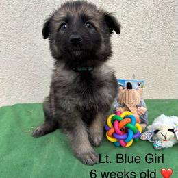 Lt. Blue Collar Girl - Sable female German Shepherd puppy in Columbus, Mississippi from Olde Wolfe German Shepherds