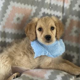 Toby - Apricot male Goldendoodle puppy in Waynesboro, Virginia from Forest Creek Kennel