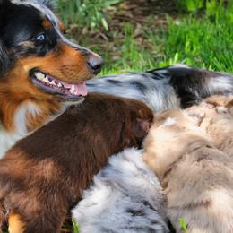 Australian Shepherd Puppies from Dream E River Ranch