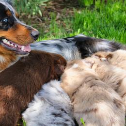 Australian Shepherd Puppies from Dream E River Ranch