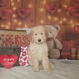 Black boy - Caramel cream male Labradoodle puppy in El Paso, Texas from My Cuddly Doodles