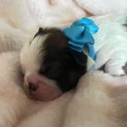 Bruno - Tricolor male Shih Tzu puppy in Sebring, Florida from Amarilys ShihTzus & Poodles