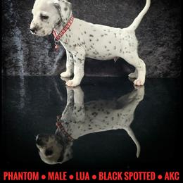 Phantom (LUA) - White and black male Dalmatian puppy in Salem, Missouri from Paradise Spots Dalmatians
