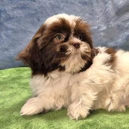 ROSALEE - Liver and white female Shih Tzu puppy in Candler, North Carolina from Pup-Tzu WNC