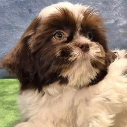 ROSALEE - Liver and white female Shih Tzu puppy in Candler, North Carolina from Pup-Tzu WNC