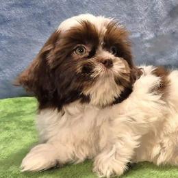 ROSALEE - Liver and white female Shih Tzu puppy in Candler, North Carolina from Pup-Tzu WNC