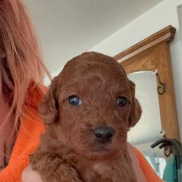 Chucky Finster - Red male Cavapoo puppy in Salem, Oregon from Oregon Poodle Oodle Doodles
