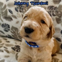 Johnny Tsunami - Cream male Goldendoodle puppy in Santa Cruz, California from Lu Doodles