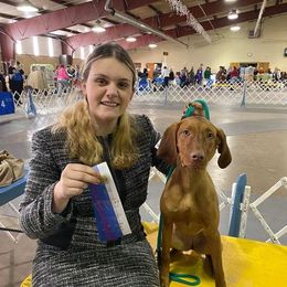 Vizslas from ProClub Good Dog