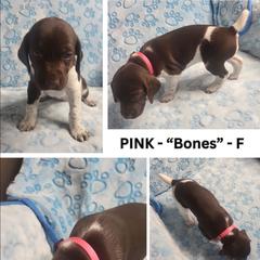 PINK - Bones - Liver and white female German Shorthaired Pointer puppy in Gilbert, Arizona from Stellar GSPs